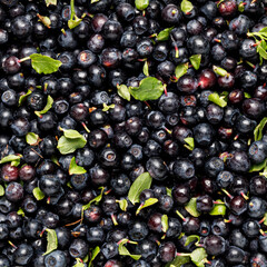 Square background of ripe blueberries with green leaves.