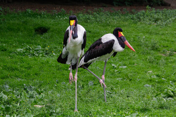 Black and white, large stork with red and yellow beak, Saddle-billed Stork Ephippiorhynchus senegalensis