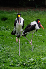Black and white, large stork with red and yellow beak, Saddle-billed Stork Ephippiorhynchus senegalensis