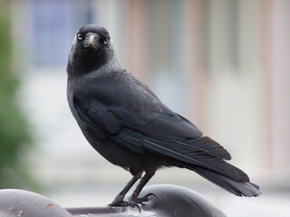 
A western jackdaw. The bird is looking straight at the viewer. He is perches on a rooftop. The background is out of focus.