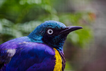 Superb Starling Bird, Lamprotornis superbus, formerly known as Spreo superbus, can commonly be found in East Africa, including Ethiopia, Somalia, Uganda, Kenya, and Tanzania.