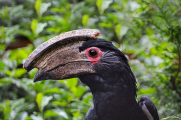 Close up of a Trumpeter Hornbill, Bycanistes bucinator