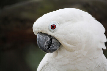 The white cockatoo. Cacatua alba, also known as the umbrella cockatoo, is a medium-sized all-white cockatoo endemic to tropical rainforest on islands of Indonesia.