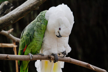 The courtship of the white cockatoo and red-crowned amazon. Dating. Love.