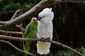 The courtship of the white cockatoo and red-crowned amazon. Dating. Love.