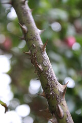 Rosa Rosen in Nahaufnahme. Foto der Königin der Blumen.
Ein buschiger Baum mit rosa Blüten. Rosenknospen sind von grünen Blättern umgeben. Die natürliche Umgebung ist im Hintergrund des Bildes. Garten