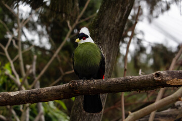 White-crested turaco. Tauraco leucolophus resting on a branch in its habitat
