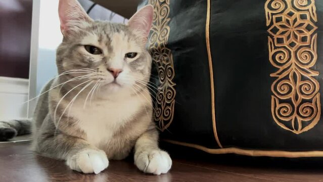 a gray tabby cat with big ears sits near a brown ottoman of some kind of Oriental work, he turns his head in one direction, then gets up and leaves. High quality 4k footage