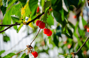 Red ripe cherries on a tree. Green leaves, blue sky. Red ripe fruit