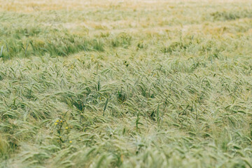 close up of green oat field