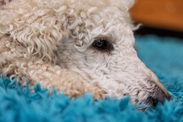 Hund, weißer Pudel liegt zuhause auf einem Flokati Teppich