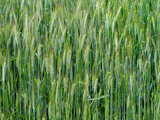 Feld mit Gerste - field with barley