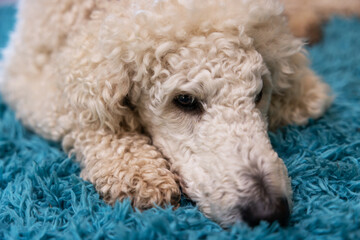 Hund, weißer Pudel liegt zuhause auf einem Flokati Teppich