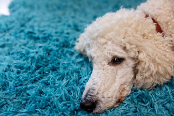 Hund, weißer Pudel liegt zuhause auf einem Flokati Teppich