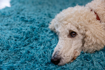 Hund, weißer Pudel liegt zuhause auf einem Flokati Teppich