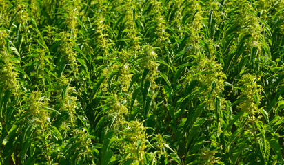Urtica dioica or Stinging nettle on the meadow as a natural background.Herbal medicine,
medicinal plants and herbs concept.Selective focus