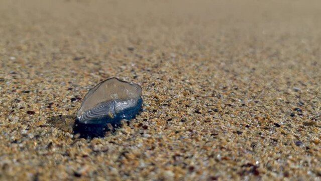 By the wind sailor, Velella Velella, washed up on Narin Beach, County Donegal - Republic of Ireland