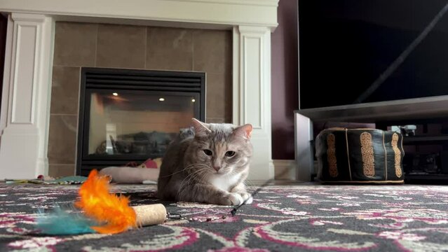 a gray cat plays with an orange blue feather, he lies on the background of a fireplace and a dark wall, looks, and then pounces, as if catching a mouse. High quality 4k footage