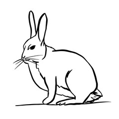 Hare linear doodle drawing. Cute Easter Bunny. Rabbit icon. One line sketch, realistic hare. Silhouette of forest animal. Black outline logo. Vector illustration isolated on white background, concept