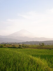 rice field