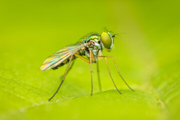 Tiny metallic fly resting on a green leaf