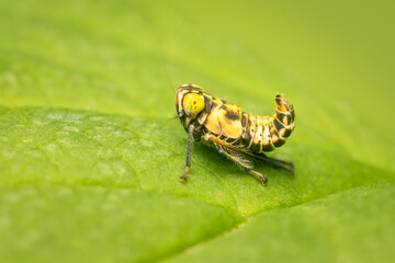 Tiny leafhopper nymph resting on a green leaf