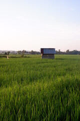 Rice field, farm house and rice field look imaging. or gubug tempat istirahat petani di tengah sawah yang hijau