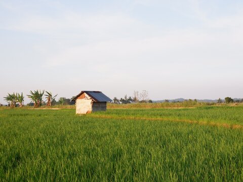 landscape with house, farm house and rice field look imaging. or gubug tempat istirahat petani di tengah sawah yang hijau