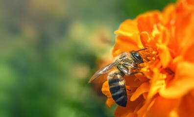 Bee on an orange flower. Close-up with selective focus.