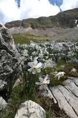 Wandcirkels tuinposter Weiße Narzisse // Poet's daffodil, poet's narcissus  (Narcissus poeticus) - Mt. Lakmos/Peristeri, Pindos, Greece © bennytrapp