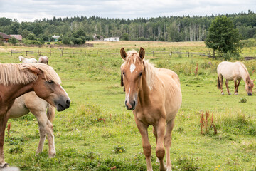 Beautiful horses graze in the meadow. Horses in the pasture. Walking horses.