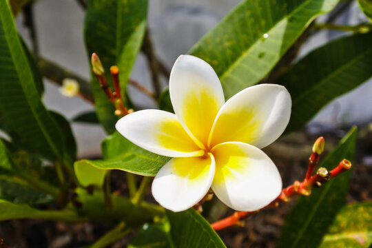 white with yellow spots in the center of a single frangipani flower (Plumeria acutifolia) in the center of the frame on a dark background