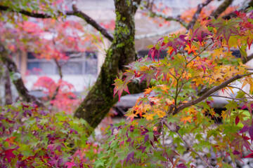 天野山金剛寺（大阪府河内長野市）の紅葉