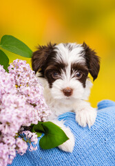 Yorkshire terrier puppy sitting in a wicker basket with lilac flowers and a knitted blue plaid on a bright spring background