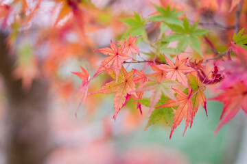 天野山金剛寺（大阪府河内長野市）の紅葉