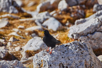 bird Pyrrhocorax graculus stands calmly on a rock against the backdrop of beautiful views of the Dolomites