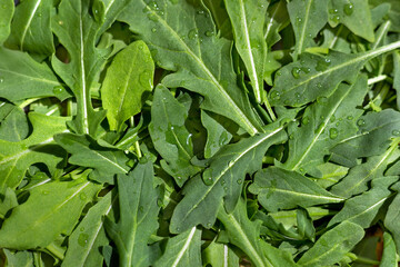 Obraz premium Raw organic fresh spinach leaves in drops of water are laid out on the table. View from above. The background of the food recipe.