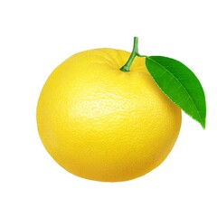 グレープフルーツ イラスト リアル