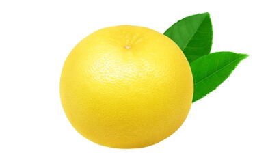 グレープフルーツ イラスト リアル セット