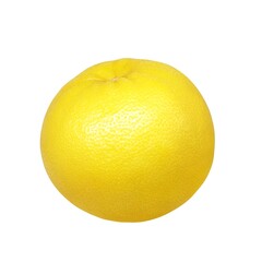 グレープフルーツ イラスト リアル