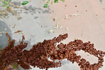 Macro closep of ripe seeds on flower stalk of curly dock Rumex crispus. Plant Seeds horse sorrel,...