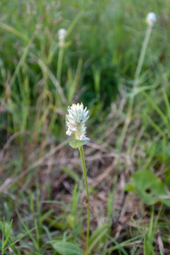 blooming closeup white flower of Gomphrena celosioides or commonly called by Gomphrena-weed or Soft khakiweed in the middle of a field