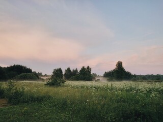 Fototapeta na wymiar Morning mist over the field. Summer foggy landscape with blooming meadow and forest. Evening on nature with pink dreamy clouds with fog.