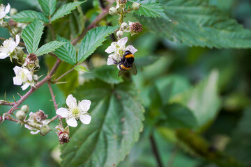 Bumblebee collecting pollen from a blackberry flower, the insect enjoys the flower nectar, the bumblebee's butt in flowers