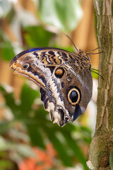 Grand papillon Caligo atreus / Large butterfly