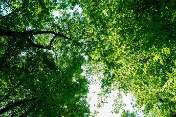 View on trees crowns, Green tree crown closeup