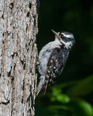 Female Downy Woodpecker
