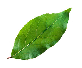 Obraz premium One laurel leaf isolated on a white background