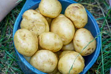 tubers of young potatoes in a bowl, yellow young potatoes before baking
