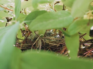 Bird babies in the nest on the honeysuckle bush.